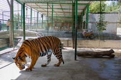 تعطیلی باغ‌وحش «وکیل‌آباد» مشهد در صورت رعایت نکردن استانداردها