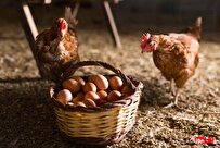 اصول تغذیه مرغ تخمگذار به چه صورت است؟